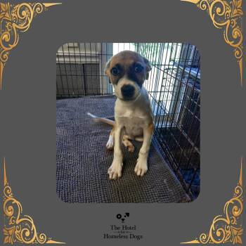 Ricky -  Terrier and Mixed Breed Dog for Adoption in Cumberland, Rhode Island - Ricky | PetCurious