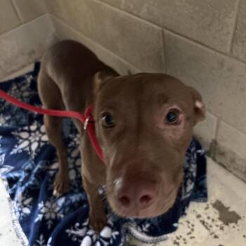 Mixed Breed Dogs Available for Adoption - Libbey | PetCurious