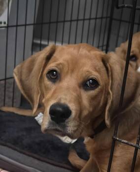 Rescue Beagle and Bloodhound Dogs for Adoption in Byron, Illinois - Snickers | PetCurious