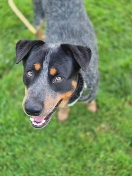 Romeo -  Australian Cattle Dog Blue Heeler Dog for Adoption in Kennewick, Washington - Romeo | PetCurious