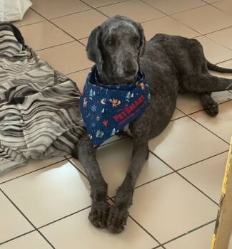 Rescue Goldendoodle Dogs for Adoption in Naranjito, Naranjito - Sanji | PetCurious