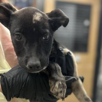 Mixed Breed Dogs Available for Adoption in Boone, Iowa - Big Chungus | PetCurious