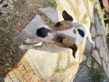 Mixed Breed Dogs Available for Adoption in San Diego, California - Tank | PetCurious