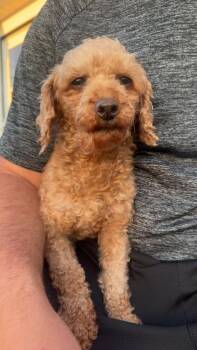 Honey -  Poodle Dog Available for Adoption - Honey | PetCurious