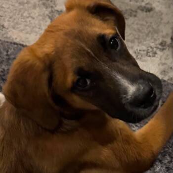 Lenny -  Shepherd and Labrador Retriever Dog for Adoption in Brockport, New York - Lenny | PetCurious