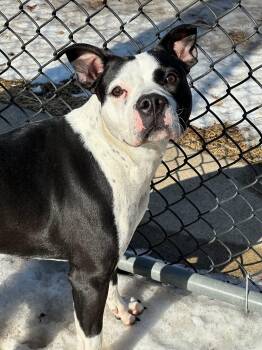 Pit Bull Terrier Dogs Available for Adoption - Arabesque | PetCurious