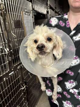 Lloyd -  Poodle Dog for Adoption in Marietta, Georgia - Lloyd | PetCurious