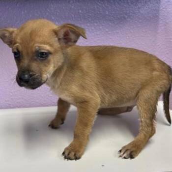 Mixed Breed Dogs Available for Adoption - Blueberry Muffin | PetCurious