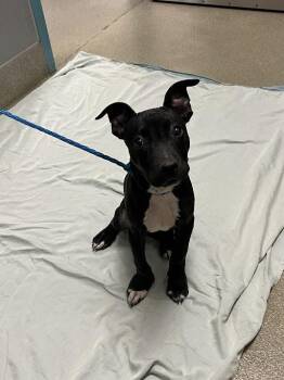 Pit Bull Terrier Dogs Available for Adoption in Las Vegas, Nevada - DINO NUGGIE | PetCurious