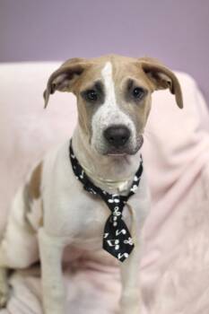 Ace in the Hole in NH. Come Meet our Adoptable Dogs Wednesday-Sa -  Boxer Dog for Adoption in Manchester, New Hampshire - Ace In The Hole In NH. Come Meet Our Adoptable Dogs Wednesday-Sa | PetCurious