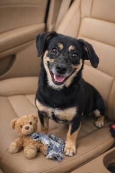 Dachshund Dogs Available for Adoption - Maggie | PetCurious