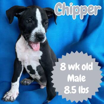 Chipper -  Pointer Dog for Adoption in Sorrento, Louisiana - Chipper | PetCurious
