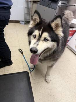 Alaskan Malamute Dogs Available for Adoption in Stockton, California - DAMON | PetCurious