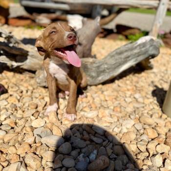 Ernie -  Pit Bull Terrier and Cane Corso Dog for Adoption in Chaska, Minnesota - Ernie | PetCurious