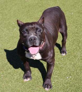 Rescue Mixed Breed Dogs for Adoption in Athens, Georgia - Odin | PetCurious