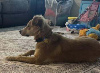 Dory -  Golden Retriever and Labrador Retriever Dog for Adoption in Forney, Texas - Dory | PetCurious