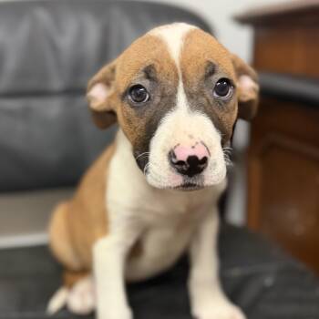 Gherkins -  Pit Bull Terrier Dog for Adoption in Columbia, South Carolina - Gherkins | PetCurious