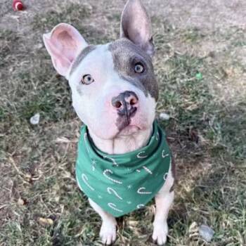 American Staffordshire Terrier Dogs Available for Adoption - Spade | PetCurious