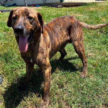 Plott Hound and Mixed Breed Dogs Available for Adoption in Hackett, Arkansas - Chester | PetCurious