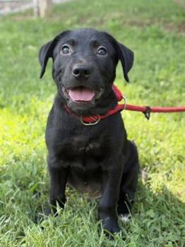 Wesley -  Labrador Retriever and Golden Retriever Dog for Adoption in Malvern, Pennsylvania - Wesley | PetCurious