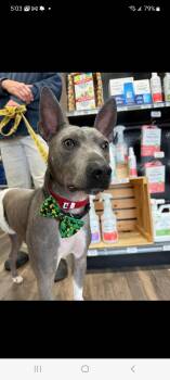 Terrier and Pit Bull Terrier Dogs Available for Adoption in Lewis Center, Ohio - Miguel | PetCurious