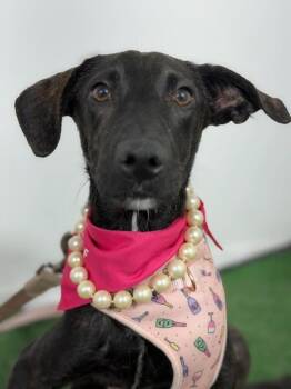 Miss Bianca-One of our Amazing Rescue Dogs -  Black Labrador Retriever and Mixed Breed Dog for Adoption in Carlsbad, California - Miss Bianca-One Of Our Amazing Rescue Dogs | PetCurious