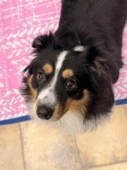 Bear -  Australian Shepherd Dog for Adoption in Neillsville, Wisconsin - Bear | PetCurious