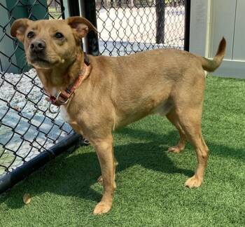 Chihuahua and Carolina Dog Dogs Available for Adoption - SYLAS | PetCurious
