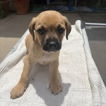 Reeses -  Terrier and Miniature Dachshund Dog Available for Adoption in San Diego, California - Reeses | PetCurious