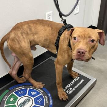 Boogie -  Terrier Dog for Adoption in Tampa, Florida - Boogie | PetCurious
