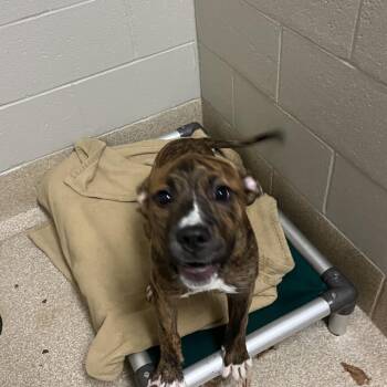 Peppa Pig -  Pit Bull Terrier and Mixed Breed Dog for Adoption in Bristol, Indiana - Peppa Pig | PetCurious
