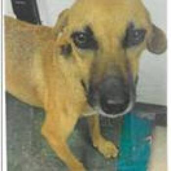 Fawn -  Mixed Breed Dog for Adoption in West Palm Beach, Florida - Fawn | PetCurious
