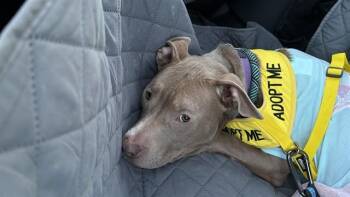 Pit Bull Terrier Dogs Available for Adoption - DIVA | PetCurious