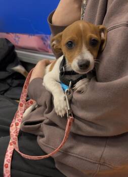 Chihuahua Dogs Available for Adoption in Wantagh, New York - Ernie | PetCurious