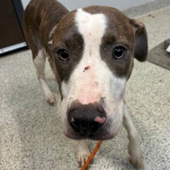 Robin -  Mixed Breed Dog for Adoption in Oak Park, Illinois - Robin | PetCurious