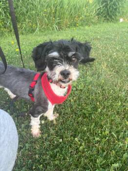 Reggie -  Shih Tzu Dog for Adoption in De Pere, Wisconsin - Reggie | PetCurious
