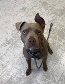 Kado -  Pit Bull Terrier and Labrador Retriever Dog for Adoption in Salt Lake City, Utah - Kado | PetCurious