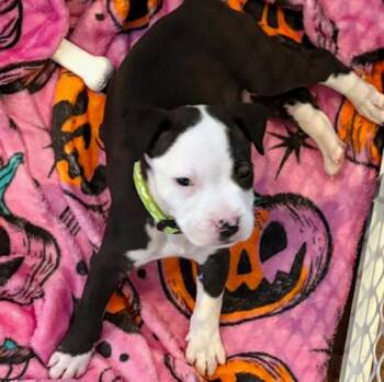 Terrier Dogs Available for Adoption - Pongo | PetCurious
