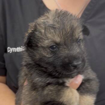 Metal -  Mixed Breed Dog for Adoption in Midland, Texas - Metal | PetCurious