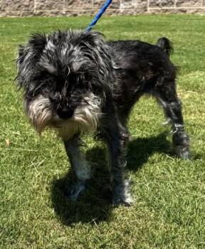 Cookie 959-26 -  Schnauzer and Mixed Breed Dog for Adoption in Cumming, Georgia - Cookie 959-26 | PetCurious