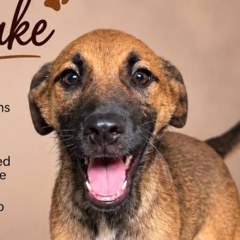 DRAKE (out of town) -  Shepherd Dog for Adoption in New York, New York - DRAKE (out Of Town) | PetCurious
