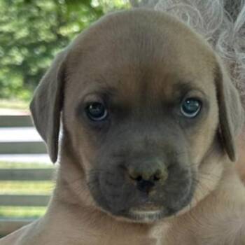 The M&M Family - Minnie -  Labrador Retriever and Mixed Breed Dog for Adoption in Fairfax, Virginia - The M&M Family - Minnie | PetCurious