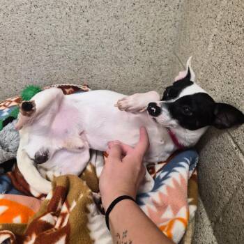 Hollis -  Chihuahua Dog for Adoption in Woodstock, Illinois - Hollis | PetCurious