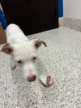 Hoopin Harry -  Mixed Breed Dog for Adoption in Atlanta, Georgia - Hoopin Harry | PetCurious