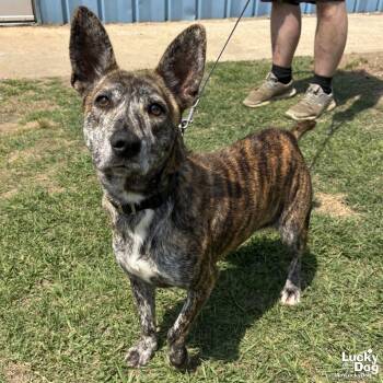 Shepherd and Terrier Dogs Available for Adoption in Washington, District Of Columbia - Princess | PetCurious