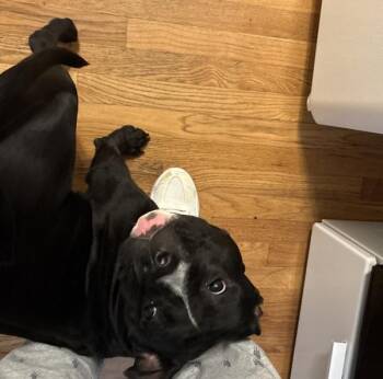 Leia -  American Staffordshire Terrier Dog for Adoption in Des Moines, Iowa - Leia | PetCurious