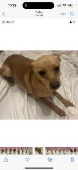 Rescue Chihuahua and Pomeranian Dogs for Adoption in Los Angeles, California - Luke | PetCurious