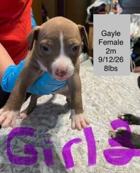 Gayle -  American Staffordshire Terrier Dog for Adoption in Welling, Oklahoma - Gayle | PetCurious