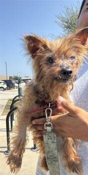 LUPE -  Yorkshire Terrier Dog for Adoption in San Antonio, Texas - LUPE | PetCurious