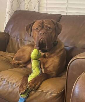 Dogue De Bordeaux Dogs Available for Adoption - Hank | PetCurious